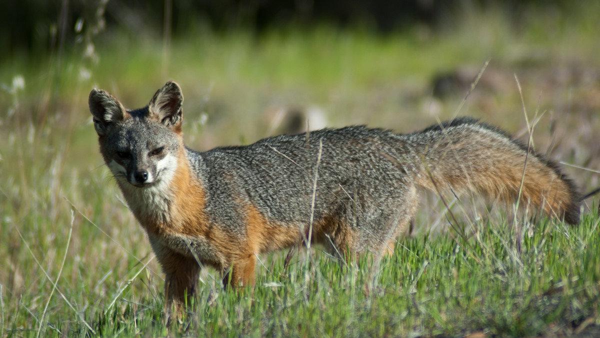 A Catalina Island fox: credit Tyler Dvorak